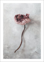 Ladda upp bild till gallerivisning, "Pink poppy" poster - TOVE FRANK