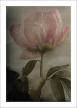 Ladda upp bild till gallerivisning, Pink Rain poster - TOVE FRANK