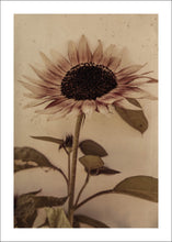 Ladda upp bild till gallerivisning, Pink Sunflower poster - TOVE FRANK