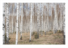 Ladda upp bild till gallerivisning, Silver Sanctuary poster - TOVE FRANK