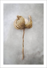 Ladda upp bild till gallerivisning, "Yellow poppy" poster - TOVE FRANK