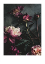 Ladda upp bild till gallerivisning, Velvet Petals - poster - TOVE FRANK
